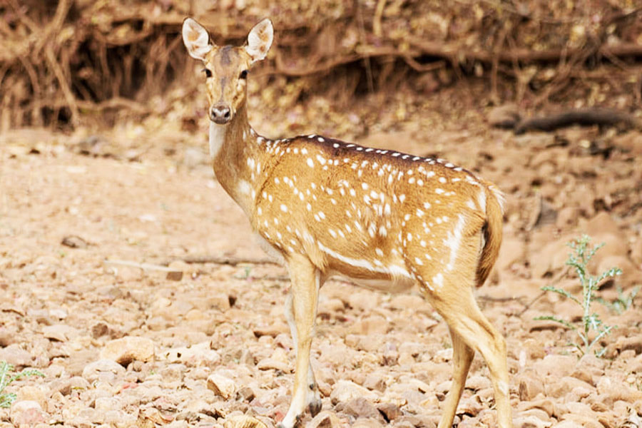 MAHARASHTRA AND MADHYA PRADESH WILDLIFE TOUR